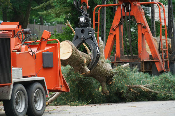 Tree and Shrub Care in Vanceboro, NC